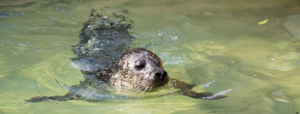 Harbour Seal